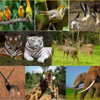 Wildlife Tour Packages offering by timetravelholidays.com
